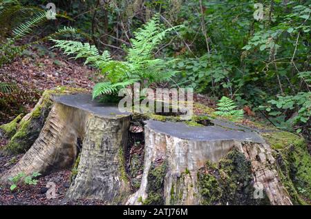 Grüner Farn, der aus moosbedecktem Baumstumpf wächst Stockfoto