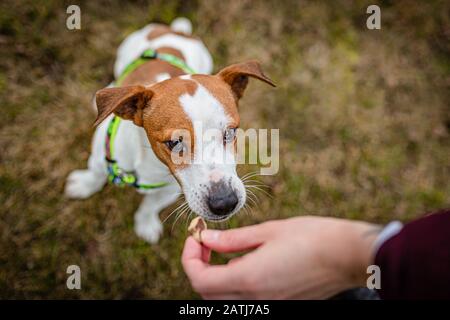 Netter brauner und weißer junger Jack russell Terrier, der für einen Leckerbissen aufspringt, der von einer menschlichen Hand gehalten wird. Ein Tag in einem öffentlichen Park. Trockenes Gras im Hintergrund. Stockfoto