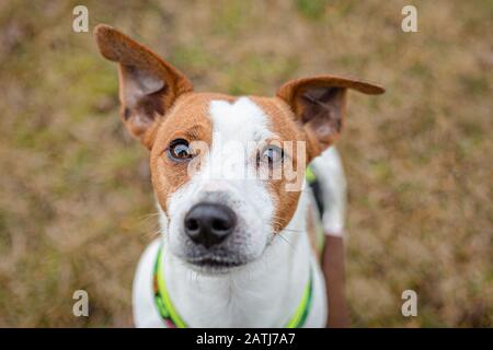 Draufsicht über einen niedlichen braunen und weißen jungen Jack russell Terrier, einen mongren Hund, der an einem Wintertag auf trockenem Gras in einem Park sitzt, der nach oben blickt. Stockfoto