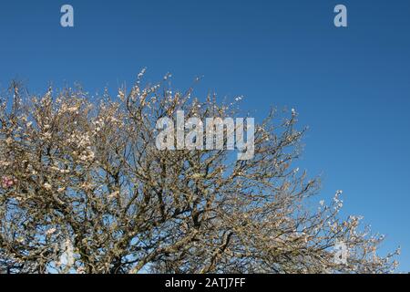 Winterblüte eines Ornamentalen japanischen Aprikosenbaums (Prunus mume 'Omoi-no-mama') mit hellblauem Himmel In einem Garten in Devon, England, Großbritannien Stockfoto