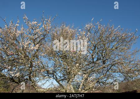 Winterblüte eines Ornamentalen japanischen Aprikosenbaums (Prunus mume 'Omoi-no-mama') mit hellblauem Himmel In einem Garten in Devon, England, Großbritannien Stockfoto