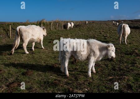 Seltene Rasse weißes Rind auf einem Feld in der Nähe des South West Coastal Path bei Gwithian, Cornwall. Stockfoto