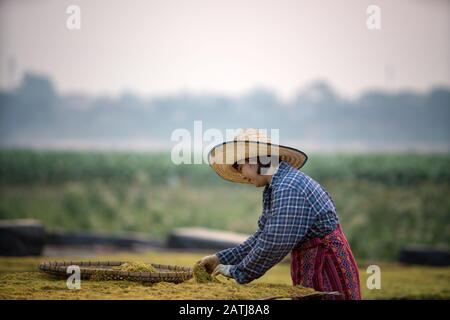 Thailändische junge Frau, die in der Tabakproduktion in der Provinz Nongkhai in Thailand arbeitet. Stockfoto