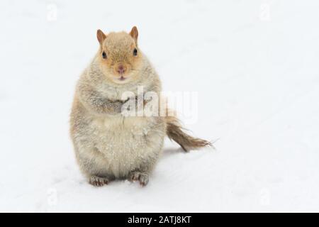 Ein ungewöhnlich blasses (möglicherweise leukistisches) Ostgraues Squirrel auf dem Mount Royal in Montreal, Kanada. Stockfoto