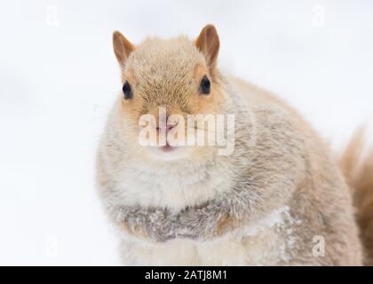 Ein ungewöhnlich blasses (möglicherweise leukistisches) Ostgraues Squirrel auf dem Mount Royal in Montreal, Kanada. Stockfoto