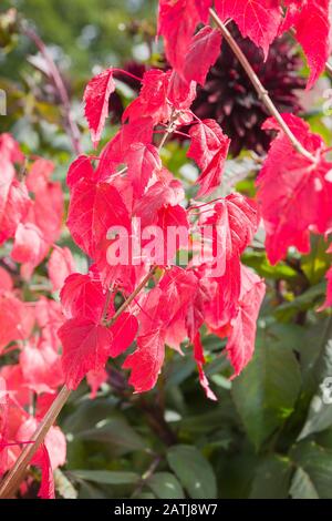 Wunderschöne rote Blätter im Herbst auf Acer tataricum subsp. Ginnala Flame im September in Großbritannien Stockfoto