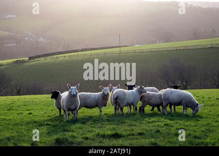 Devon Fields, Wiese, Weide, Paddock, Grün, Stift, Grasland, Weideland, Ward, ländliche Szenenfotos, Devon Fotos, England Fotos, Schaffotos, Großbritannien, Stockfoto