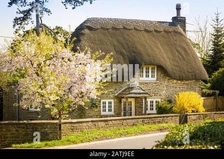WANs North Cottage Sandy Lane Chippenham Wiltshire England Großbritannien im Frühling mit Blüte und Forsythia in Blume Stockfoto