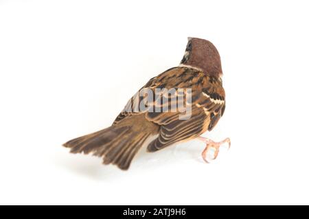 Die Spatzen der alten Welt sind eine Familie kleiner Passiervögel. Sie werden auch als echte Spatzen bezeichnet, isoliert auf weißem Hintergrund Stockfoto