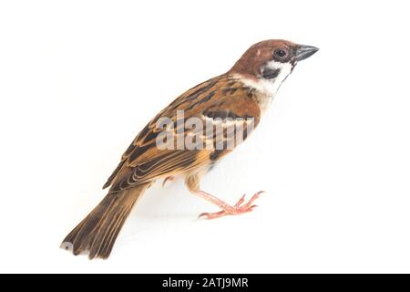Die Spatzen der alten Welt sind eine Familie kleiner Passiervögel. Sie werden auch als echte Spatzen bezeichnet, isoliert auf weißem Hintergrund Stockfoto