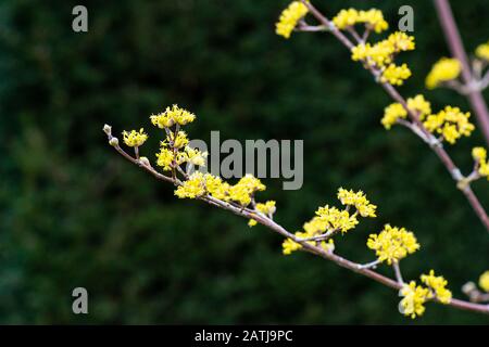 Die gelben Blumen einer Corneli-Kirsche (Cornus mas) Stockfoto