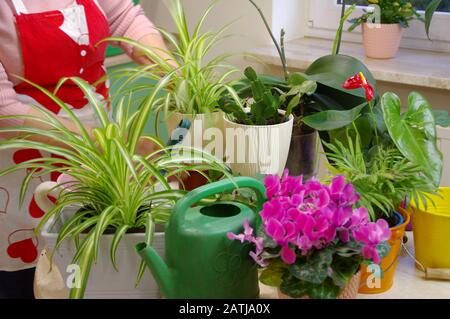 Gartenarbeit im Haus. Eine Frau, die Topfpflanzen anpflanzen soll. Werkzeuge, Handschuhe und Blumen auf dem Tisch. Hausgarten. Stockfoto