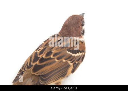Die Spatzen der alten Welt sind eine Familie kleiner Passiervögel. Sie werden auch als echte Spatzen bezeichnet, isoliert auf weißem Hintergrund Stockfoto