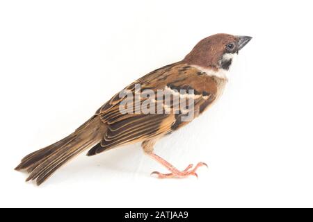 Die Spatzen der alten Welt sind eine Familie kleiner Passiervögel. Sie werden auch als echte Spatzen bezeichnet, isoliert auf weißem Hintergrund Stockfoto