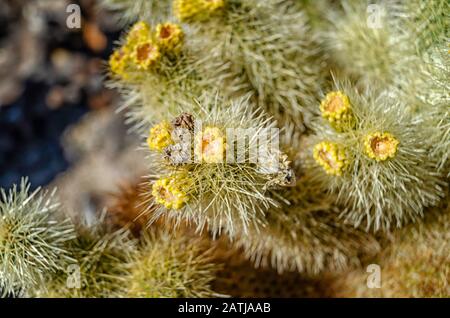 Teddybär Cholla (Cylindropuntia bigelovii,) im Cholla Cactus Garden im Joshua Tree National, Park, CA. Stockfoto