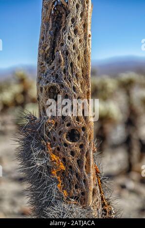 Nahaufnahme von totem und verwelktem Teddybären Cholla (Cylindropuntia bigelovii,) im Cholla Cactus Garden im Joshua Tree National, Park, CA. Stockfoto