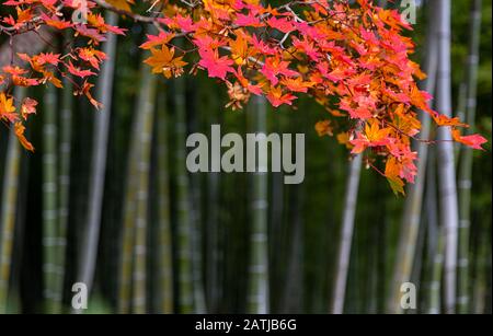 Arashiyama Bamboo Forest in Japan Stockfoto