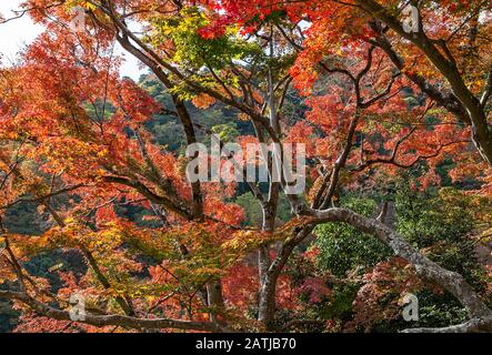 Ahorn Bäume in Arashiyama Stockfoto