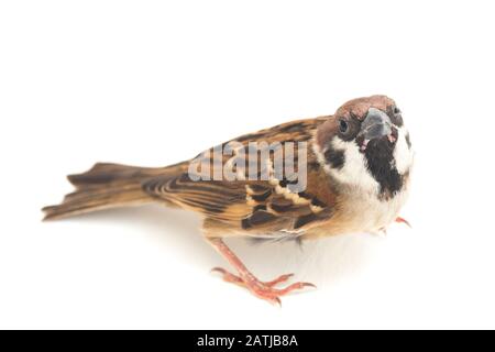 Die Spatzen der alten Welt sind eine Familie kleiner Passiervögel. Sie werden auch als echte Spatzen bezeichnet, isoliert auf weißem Hintergrund Stockfoto