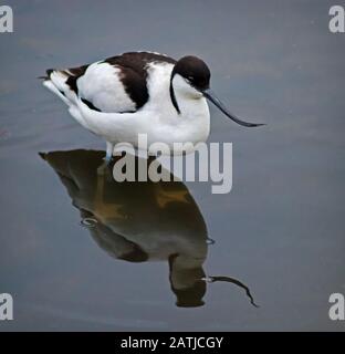 Ein Avocet auf der Suche nach Essen im Martin Mere Naturreservat. Stockfoto