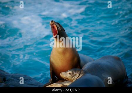 Ein Robbenlöwe mit weit geöffnetem Mund macht Geräusche, während er mit seinen Freunden auf Felsen im Meer in San Diego, Kalifornien, hängt. Stockfoto