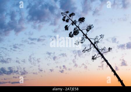 Sonnenuntergang am Strand Santa Eulalia in Albufeira, Region Algarve, Portugal Stockfoto