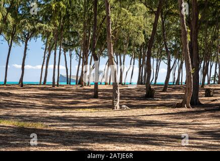 Hohe Bäume umsäumen den sandigen Strand von Sherwood an der Ostküste von Oahu auf Hawaii Stockfoto