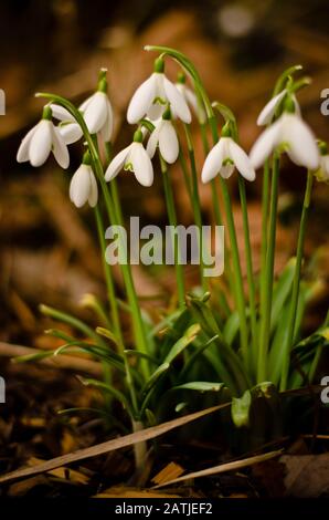 Einige weiße Schneefälle blühen in einem Wald, unauffällig und schön Stockfoto