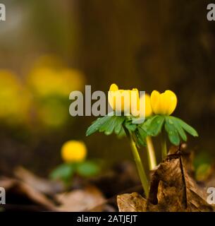 Viele schöne gelbe Winter-Akoniten im februar in einem Wald Stockfoto