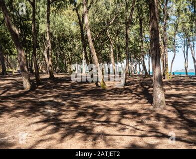 Hohe Bäume umsäumen den sandigen Strand von Sherwood an der Ostküste von Oahu auf Hawaii Stockfoto