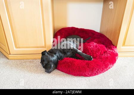 Black Staffordshire Bull Terrier Hund liegt auf einem weichen, flauschigen Bett zwischen Schränken auf einem Teppichboden. Sein Kopf liegt über dem Rand, der auf dem c ruht Stockfoto