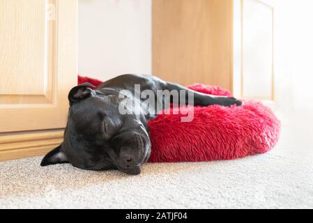 Black Staffordshire Bull Terrier Hund liegt auf einem weichen, flauschigen Bett zwischen Schränken auf einem Teppichboden. Sein Kopf liegt über dem Rand, der auf dem c ruht Stockfoto