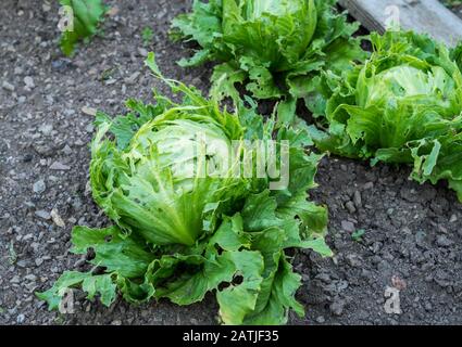 Grüner Salat wächst im Garten Stockfoto