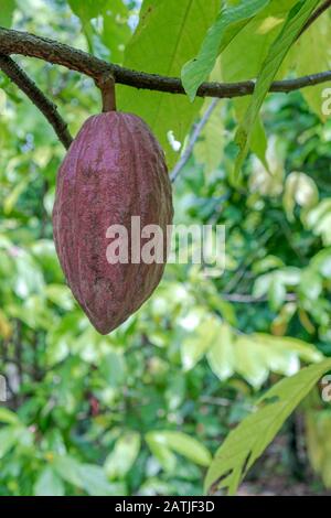 Kakaobst reif im Baum in der Dschungel Farm, bevor die Ernte eingesammelt werden kann Stockfoto
