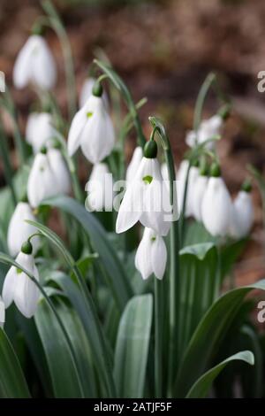 Galanthus elwesii var. monostictus. Stockfoto