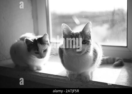 Zwei Kätzchen entspannten sich auf dem sonnigen Fenstersier, bw-Foto. Stockfoto