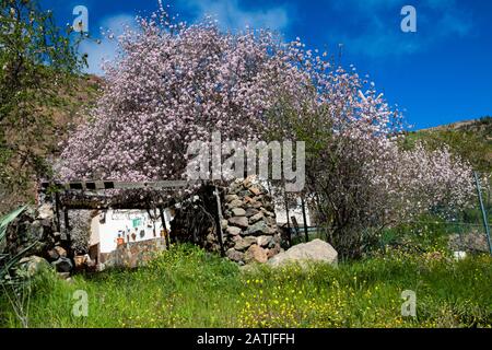 Almendrero en flor de Ayacata, Gran Canaria Stockfoto