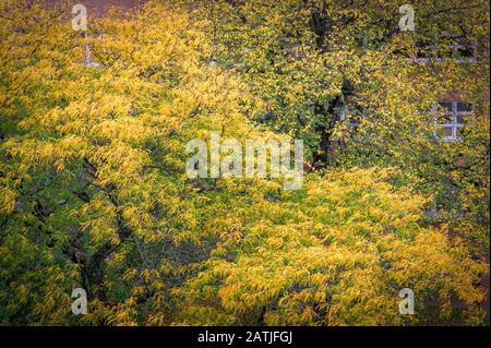 Ein hoher Baum mit grünem und gelbem Laub, der eine Ziegelmauer und einige Fenster bedeckt Stockfoto