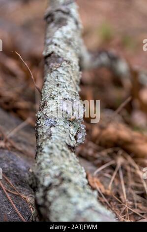 Common Greenshield Lichten wächst auf einer alten zerbrochenen Filiale in Upstate New York Stockfoto