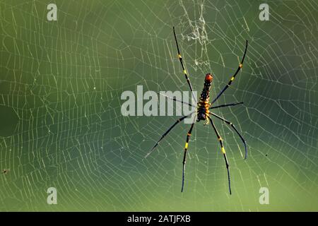 Golden Orb Web Spider in natürlichem Lebensraum Stockfoto