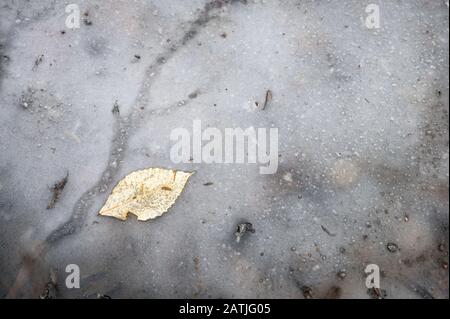 Ein einzelnes gelbes Blatt, das in der eisigen Oberfläche eines gefrorenen Sees in Upstate New York eingrast Stockfoto