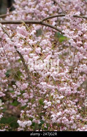 Prunus pendula 'Pendula Rosea' Blüte. Sinkende Rosebud Kirsche. Stockfoto