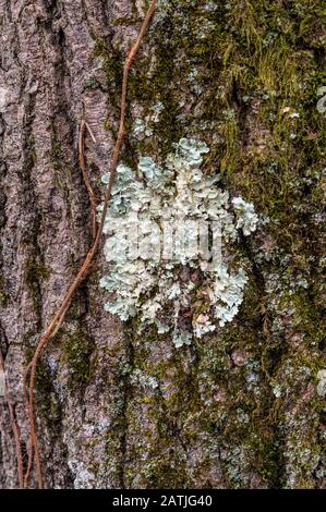 Gemeine Greenshield-Lichten, die auf der Rinde eines alten Baumes in Upstate New York wachsen Stockfoto