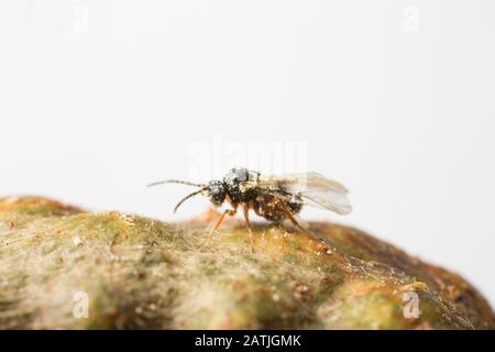 Ein neu entstehender Galgenwespe Diastrophus rubi, der auf dem Bambel-Stamm-Gall ruht, der seine Heimat als pupierende Larve war. Weißer Hintergrund. North Dorset Eng Stockfoto