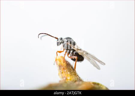 Ein neu entstehender Galgenwespe Diastrophus rubi, der auf dem Bambel-Stamm-Gall ruht, der seine Heimat als pupierende Larve war. Weißer Hintergrund. North Dorset Eng Stockfoto