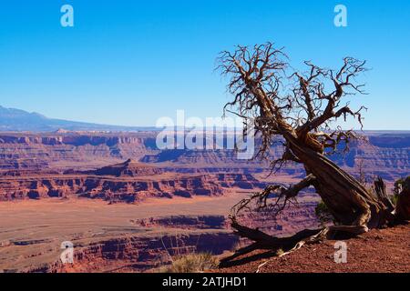 Ein karger Baum steht auf einem wunderschönen Felsschlucht im Dead Horse Point State Park. Stockfoto