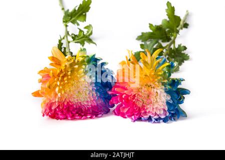 Bunte Blume isoliert auf weißem Hintergrund Stockfoto