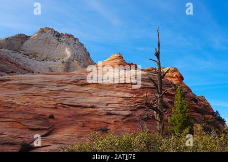 Ein karger Baum stellt einen krassen Kontrast zu den welligen Sandsteinformationen Zions dar Stockfoto
