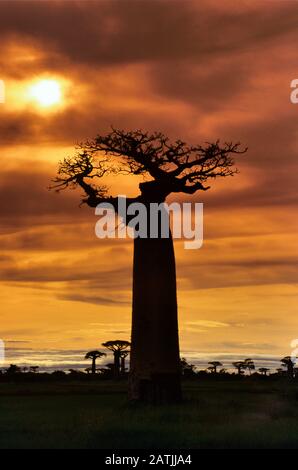 Single Grandidier's Baobab Tree, Adansonia grandidieri, Silhouette bei Sonnenuntergang oder Sonnenuntergang in Madagaskar Stockfoto