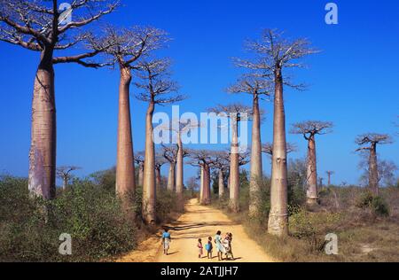 Bauernfrauen & Kinder in der Baobab Alley Morondava Madagaskar. Die Baobabs von Giant Grandidier, Adansonia grandidieri, führen während der Trockenzeit in der Nähe des westlichen Madagassa von Morondava eine Schmutzstrecke oder eine Bush-Road Stockfoto